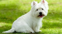West highland white terrier (zdjęcie) - nieustraszony myśliwy i wesoły towarzysz: opis, charakter, opieka